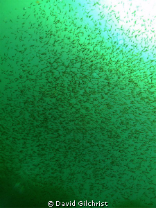 Freshwater 'Bait Ball' or 'Bass run'. I've never witnesse... by David Gilchrist 